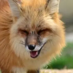 Profile image of 여우년