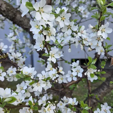 Profile image of 이안대군