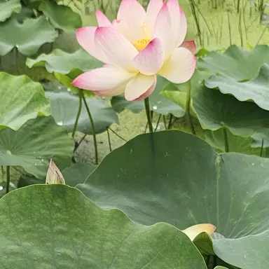 Profile image of 공룡