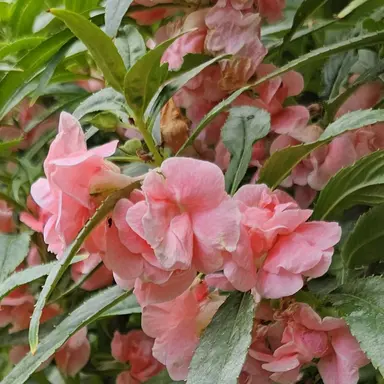 Profile image of 수현