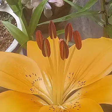 Profile image of 덕개