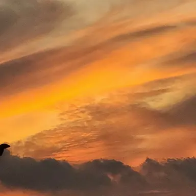 Profile image of 쟌쇼타