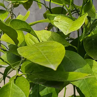 Profile image of 잉잉잉