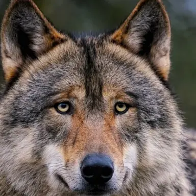 Profile image of 늑대