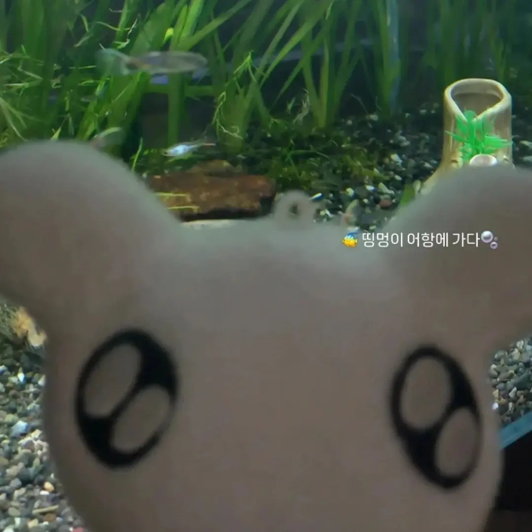 semo._5050의 띵멍이