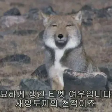 Profile image of 여우