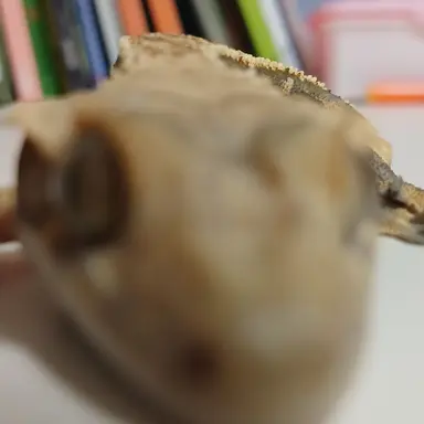 Profile image of 소련