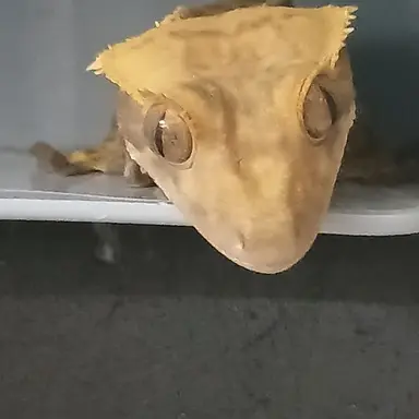 Profile image of 나치