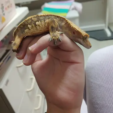 Profile image of 미국