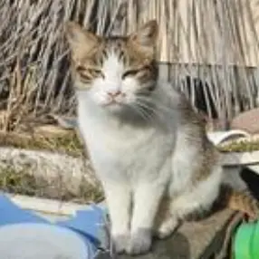 kaito.12의 母猫