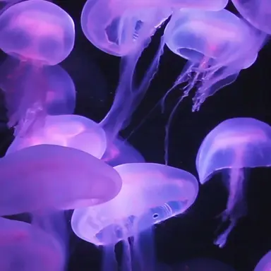 Profile image of ショッピ