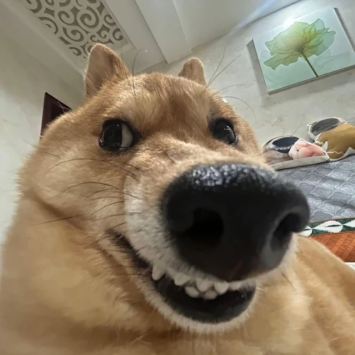 바보개