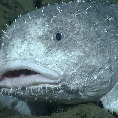 Profile image of 이여우