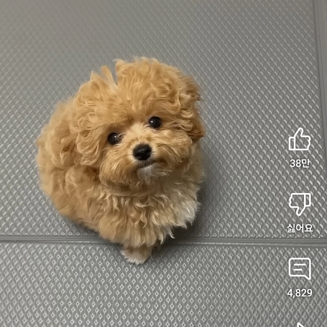 강아지