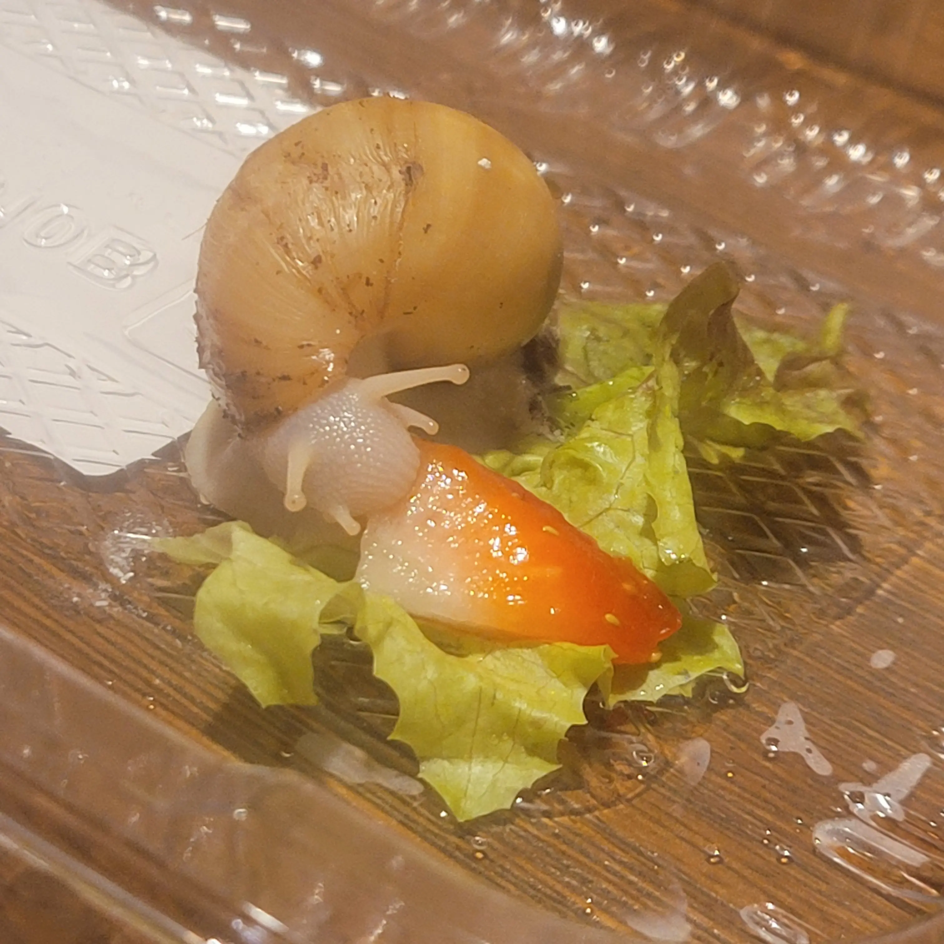 MellowSkirt0432의 귀칼♡♡♡