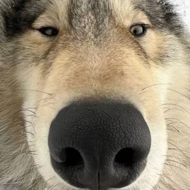 Profile image of Wolf