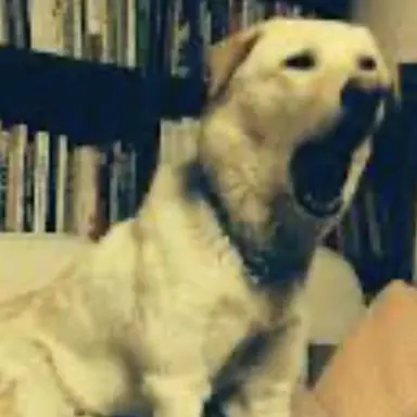 Profile image of 텔견