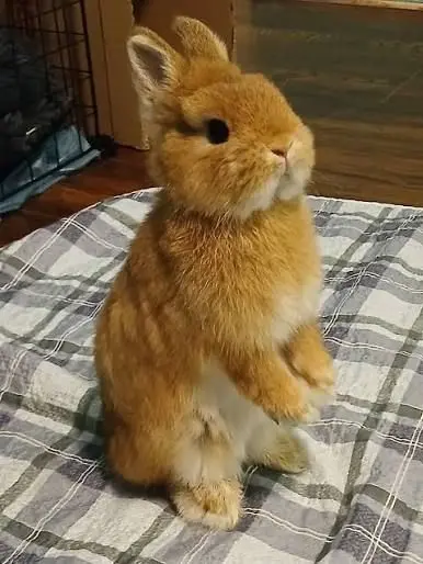 Revnant의 Bunny life