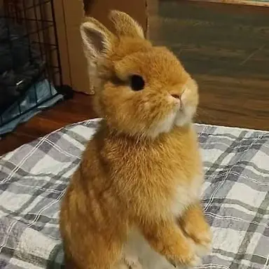 Profile image of Bunny life