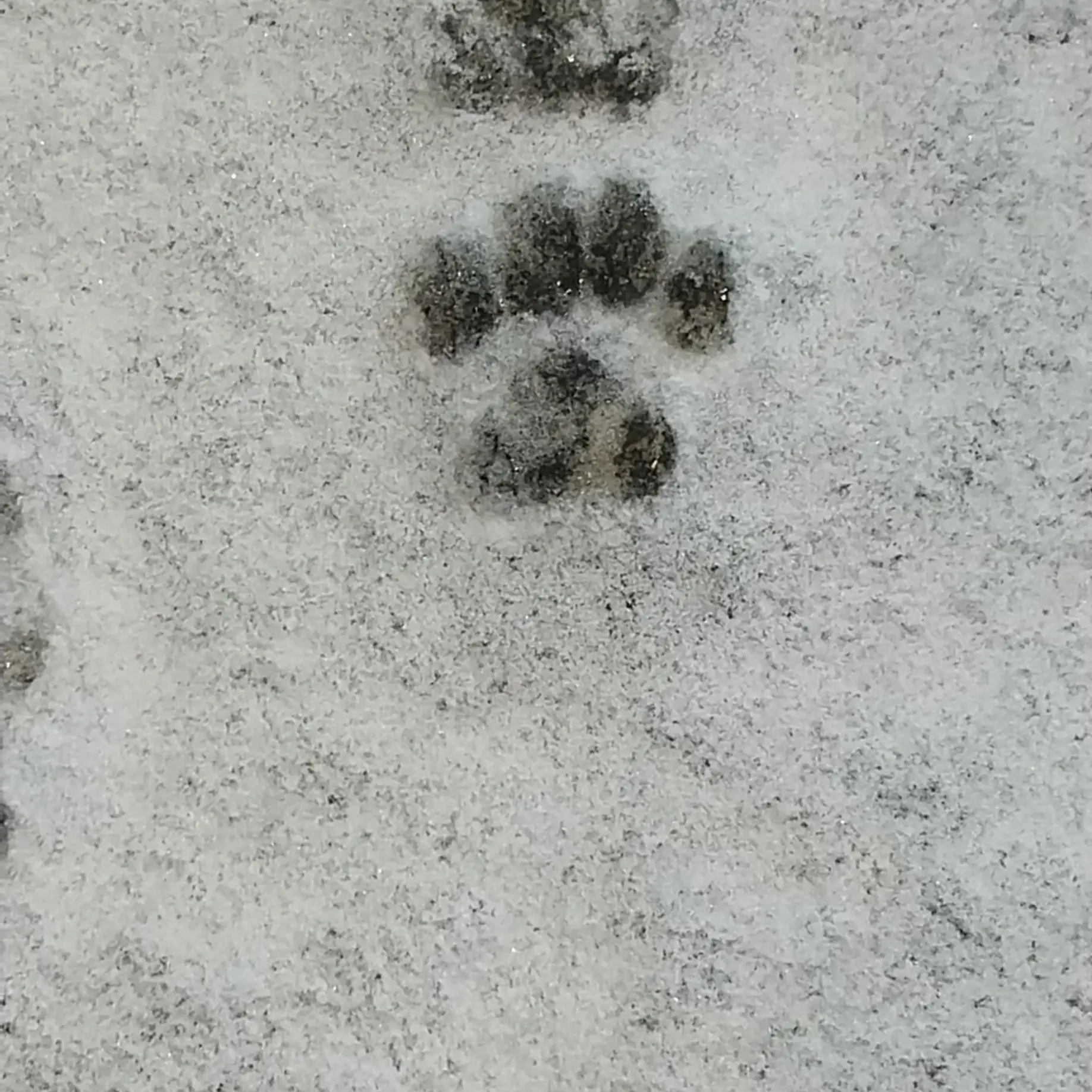 DaftlySugar3551의 공지!