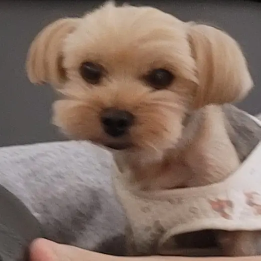 nuriduri의 미스터리, 너 질투해?