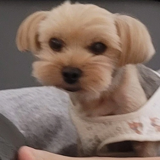 미스터리와 베이비