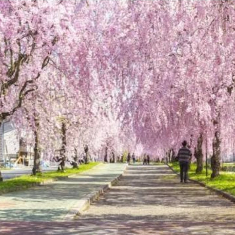 오우카와 코하쿠