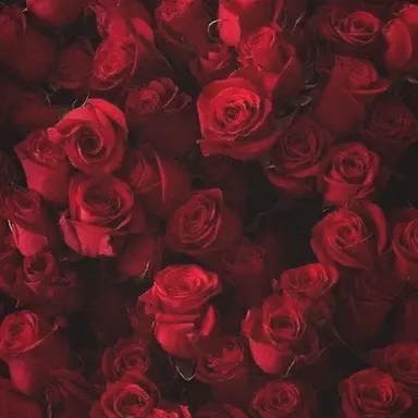 Profile image of 宮舘涼太