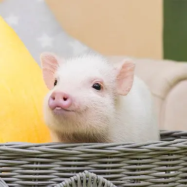 Profile image of ビニ