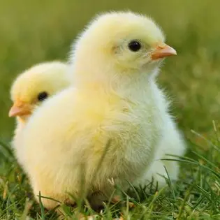 Profile image of リクス