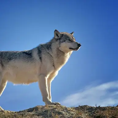 Profile image of チャニ