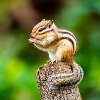 Profile image of ハニ