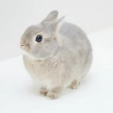 Profile image of ミノ