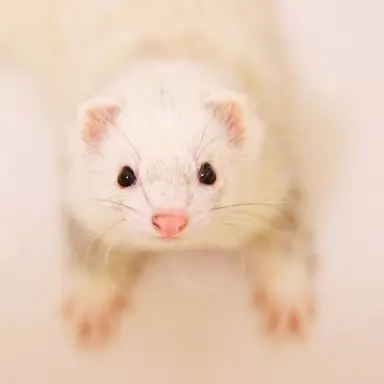 Profile image of ジニ