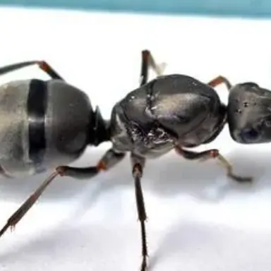 Profile image of 꼬물이