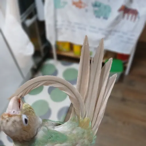 LemonyBatch2924의 김꼬꼬