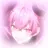ないこ