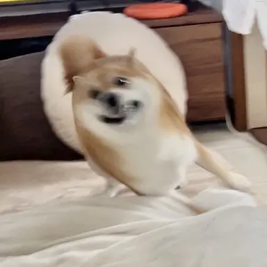 Profile image of 柴犬