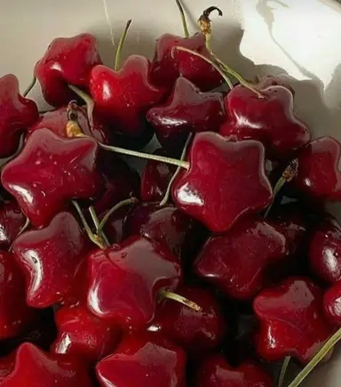 Profile image of 코요 템페스트
