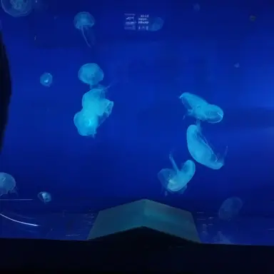 Profile image of 해파리