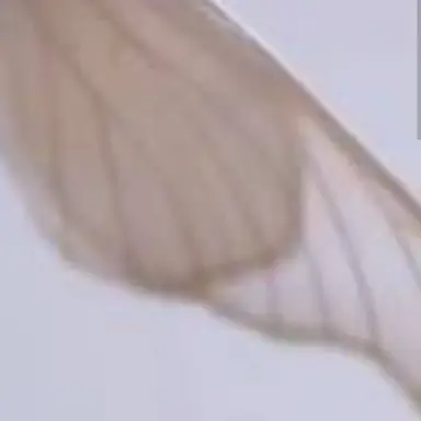 Profile image of 雷蔵