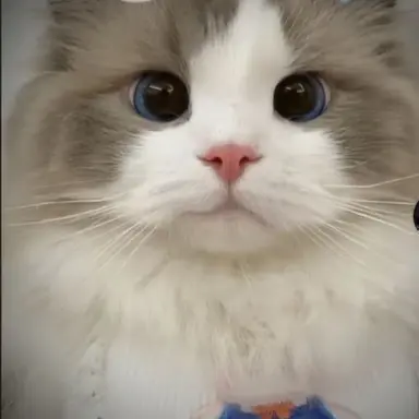 Profile image of 쿠키