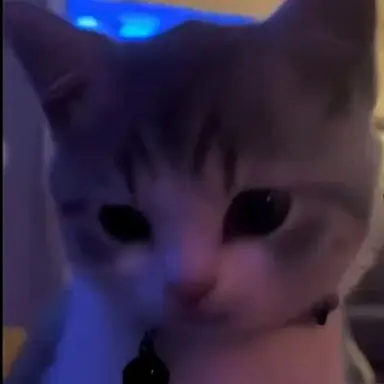 Profile image of 코코