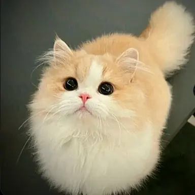 Profile image of 누룽지