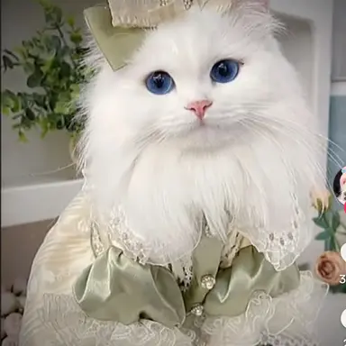 Profile image of 설탕