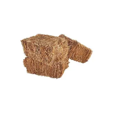 Profile image of 피를