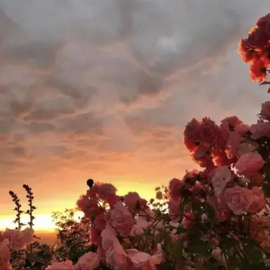 Profile image of 신생