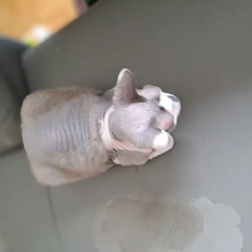 BlueRuler7437의 고양이