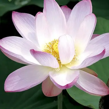 Profile image of 遥