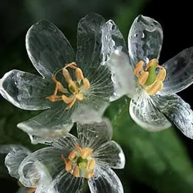 Profile image of みき